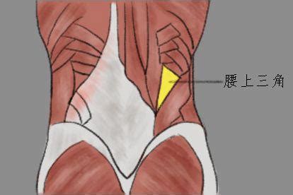 腰三角 構成|【まとめ！】体表解剖